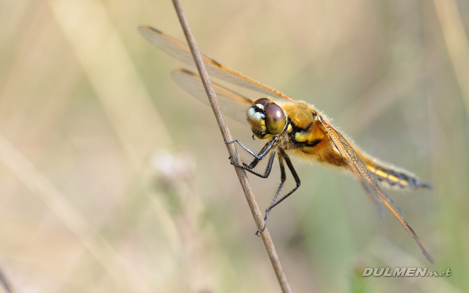 Four-spotted Chaser (male, Libellula quadrimaculata)